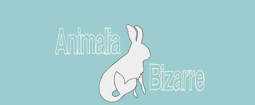 animalia bizarre logo