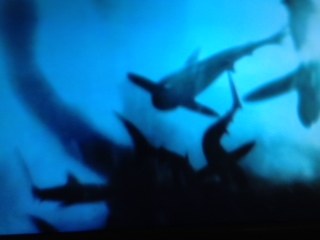 shark week 1